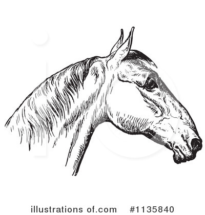 Royalty-Free (RF) Horse Anatomy Clipart Illustration by Picsburg - Stock Sample #1135840