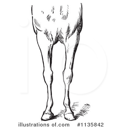Royalty-Free (RF) Horse Anatomy Clipart Illustration by Picsburg - Stock Sample #1135842