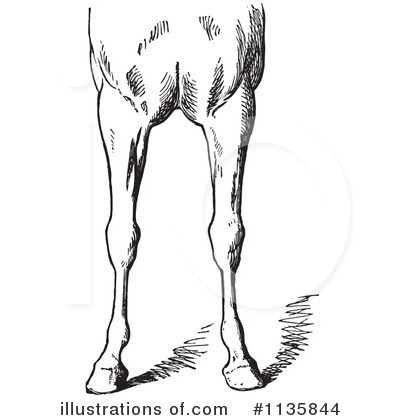 Royalty-Free (RF) Horse Anatomy Clipart Illustration by Picsburg - Stock Sample #1135844