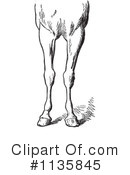 Horse Anatomy Clipart #1135845 by Picsburg