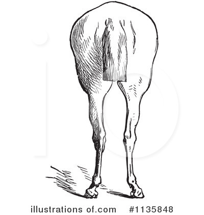 Royalty-Free (RF) Horse Anatomy Clipart Illustration by Picsburg - Stock Sample #1135848