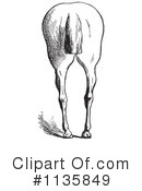 Horse Anatomy Clipart #1135849 by Picsburg