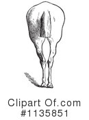 Horse Anatomy Clipart #1135851 by Picsburg