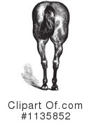 Horse Anatomy Clipart #1135852 by Picsburg