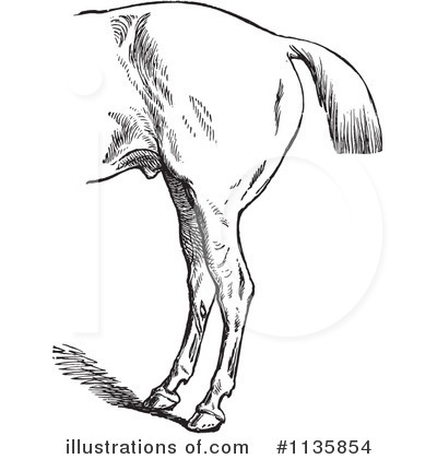 Royalty-Free (RF) Horse Anatomy Clipart Illustration by Picsburg - Stock Sample #1135854