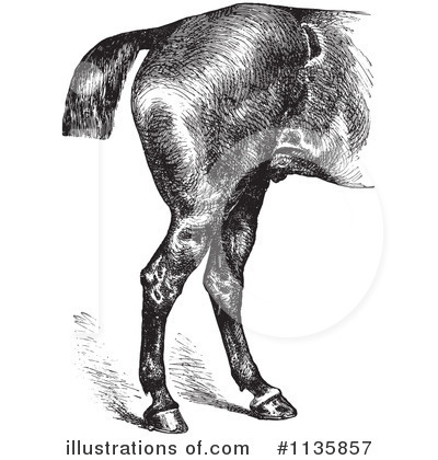 Royalty-Free (RF) Horse Anatomy Clipart Illustration by Picsburg - Stock Sample #1135857