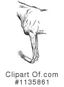 Horse Anatomy Clipart #1135861 by Picsburg