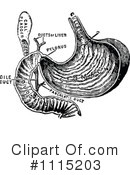 Human Anatomy Clipart #1115203 by Prawny Vintage