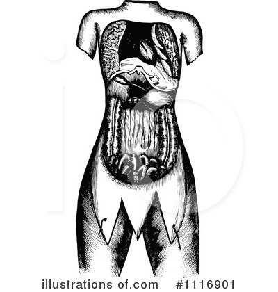 Royalty-Free (RF) Human Anatomy Clipart Illustration by Prawny Vintage - Stock Sample #1116901