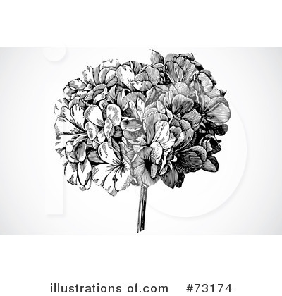 Royalty-Free (RF) Hydrangea Clipart Illustration by BestVector - Stock Sample #73174