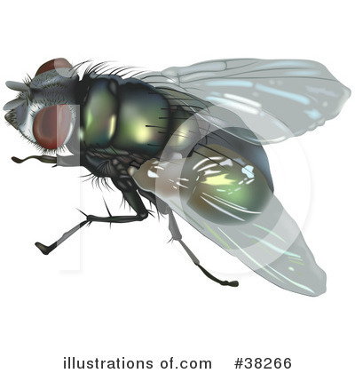 Flies Clipart #38266 by dero