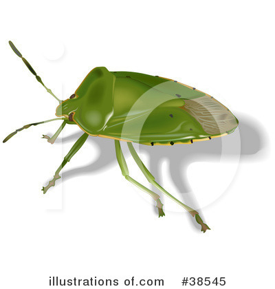 Beetle Clipart #38545 by dero