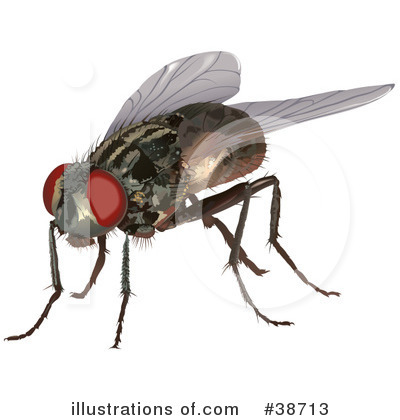 Flies Clipart #38713 by dero