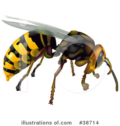 Wasp Clipart #38714 by dero