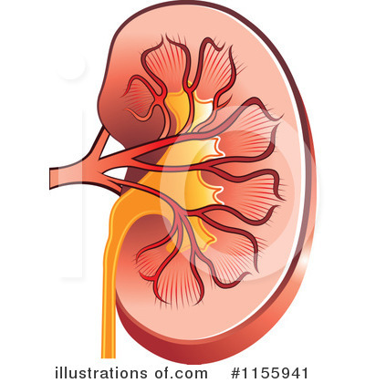 Royalty-Free (RF) Kidney Clipart Illustration by Lal Perera - Stock Sample #1155941