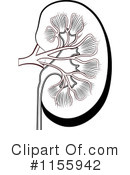 Kidney Clipart Black And White