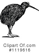 Kiwi Bird Clipart #1119616 by Prawny Vintage