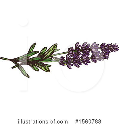 Royalty-Free (RF) Lavender Clipart Illustration by Vector Tradition SM - Stock Sample #1560788