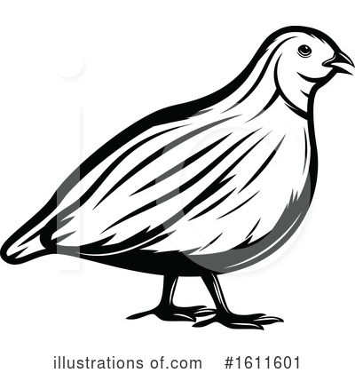 Quail Clipart #1611601 by Vector Tradition SM