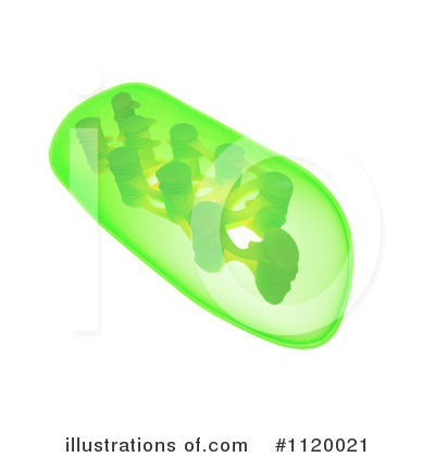 Chloroplast Clipart #1120021 by Mopic