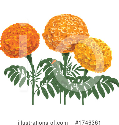 Royalty-Free (RF) Marigold Clipart Illustration by Vector Tradition SM - Stock Sample #1746361