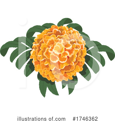Royalty-Free (RF) Marigold Clipart Illustration by Vector Tradition SM - Stock Sample #1746362