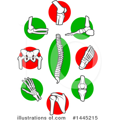 Pelvis Clipart #1445215 by Vector Tradition SM