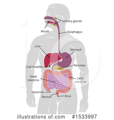Digestive Tract Clipart #1533997 by AtStockIllustration