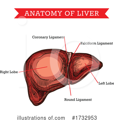 Liver Clipart #1732953 by Vector Tradition SM