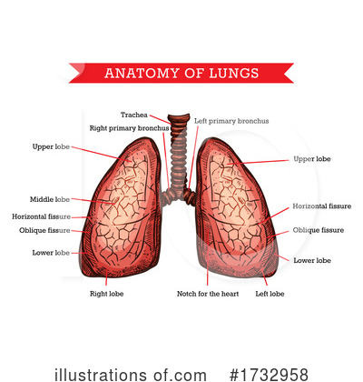 Lungs Clipart #1732958 by Vector Tradition SM