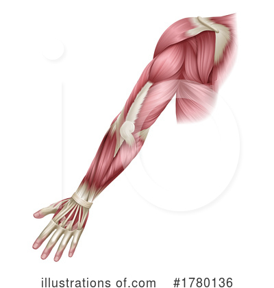 Royalty-Free (RF) Muscle Clipart Illustration by AtStockIllustration - Stock Sample #1780136