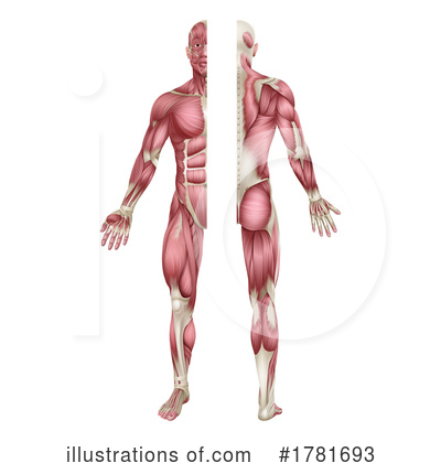 Royalty-Free (RF) Muscle Clipart Illustration by AtStockIllustration - Stock Sample #1781693