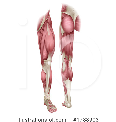 Royalty-Free (RF) Muscle Clipart Illustration by AtStockIllustration - Stock Sample #1788903