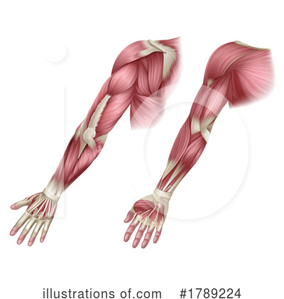 Royalty-Free (RF) Muscle Clipart Illustration by AtStockIllustration - Stock Sample #1789224