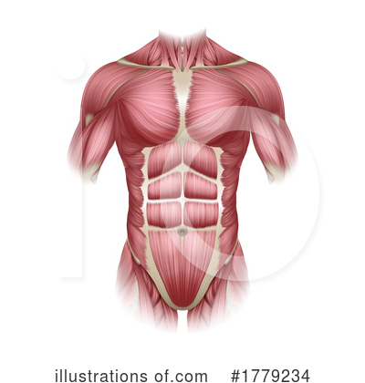 Royalty-Free (RF) Muscles Clipart Illustration by AtStockIllustration - Stock Sample #1779234