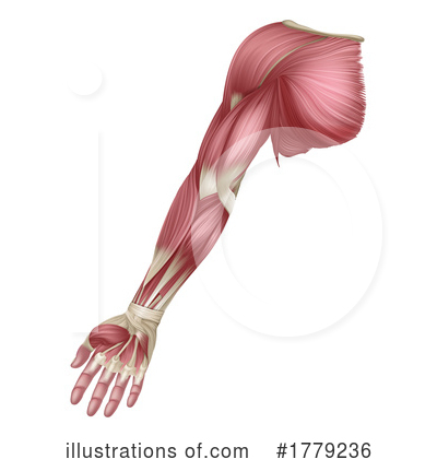 Royalty-Free (RF) Muscles Clipart Illustration by AtStockIllustration - Stock Sample #1779236