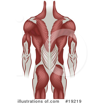 Muscle Clipart #19219 by AtStockIllustration