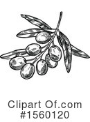 Olive Clipart #1560120 by Vector Tradition SM