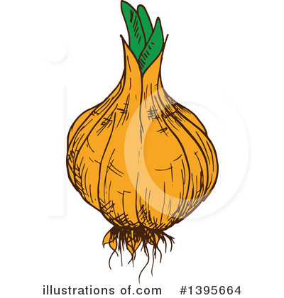 Onion Clipart #1395664 by Vector Tradition SM