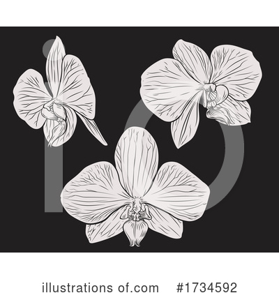 Orchid Clipart #1734592 by AtStockIllustration