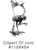 Ostrich Clipart #1198454 by Prawny Vintage