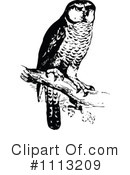 Owl Clipart #1113209 by Prawny Vintage
