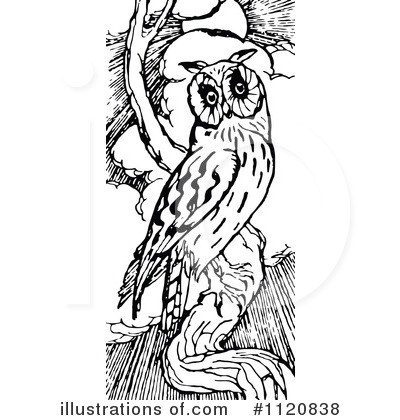 Royalty-Free (RF) Owl Clipart Illustration by Prawny Vintage - Stock Sample #1120838