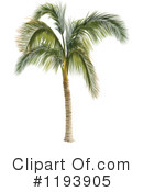 Palm Tree Clipart #1193905 by dero