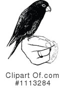 Parrot Clipart #1113284 by Prawny Vintage