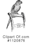 Parrot Clipart #1120876 by Prawny Vintage