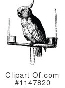 Parrot Clipart #1147820 by Prawny Vintage