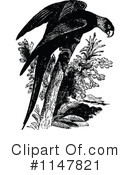 Parrot Clipart #1147821 by Prawny Vintage