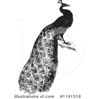 Peacock Clipart #1101518 by BestVector