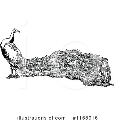 Royalty-Free (RF) Peacock Clipart Illustration by Prawny Vintage - Stock Sample #1165916